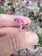 Indigofera ovata Thunb.的圖片