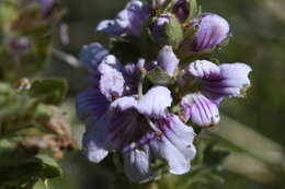 Imagem de Euphrasia lasianthera W. R. Barker