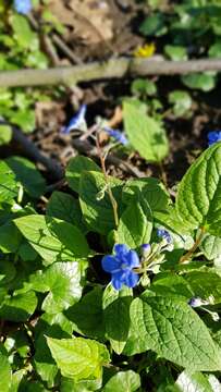 Image of navelwort