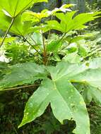 Image of tetrapanax