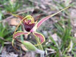 Caladenia brownii Hopper resmi