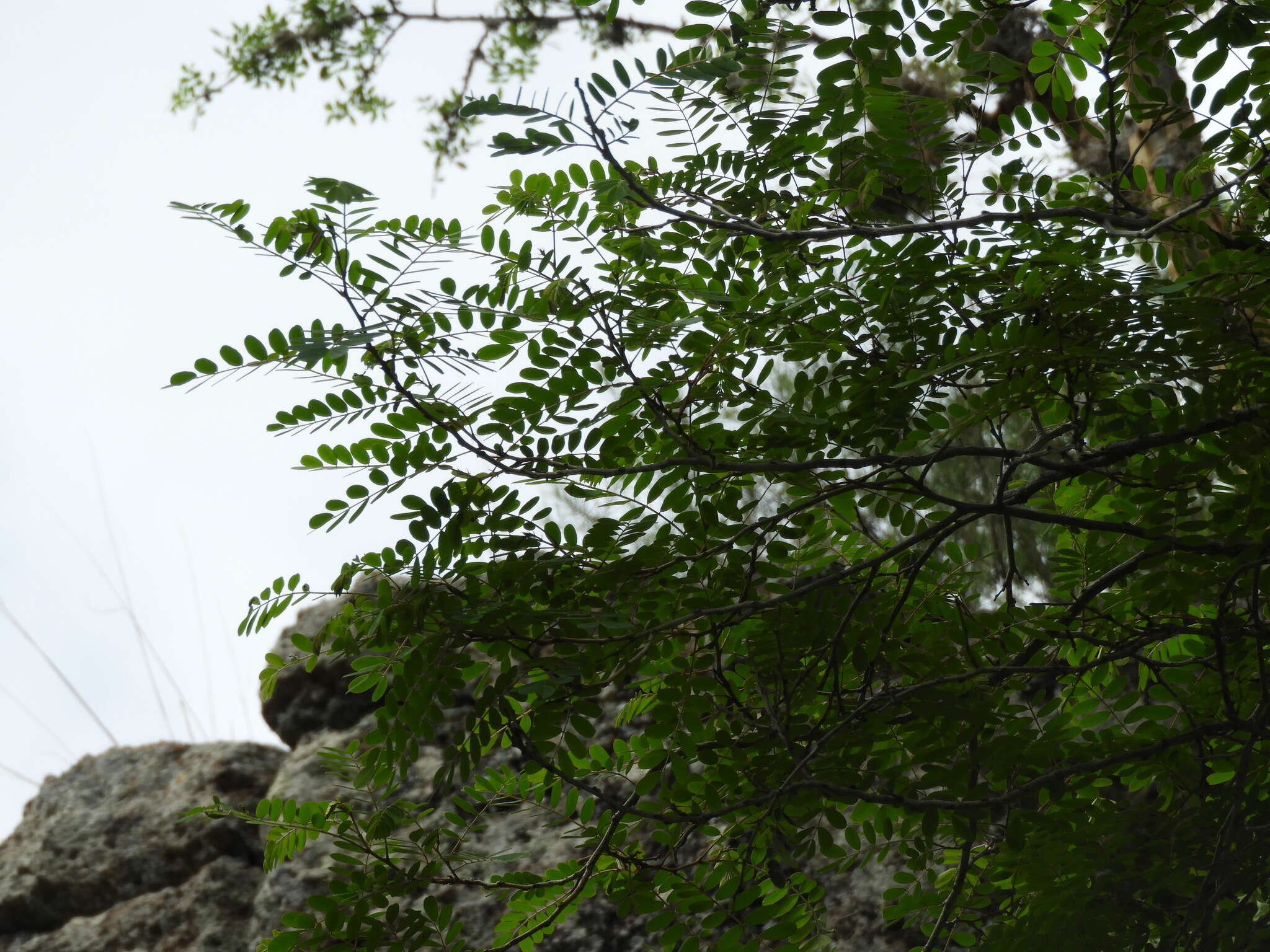 Image of Senna polyantha (Collad.) H. S. Irwin & Barneby