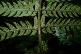 Image de Polystichum wawranum (Szyszyl.) Perrie