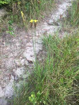 Image of Louisiana Yellow-Eyed-Grass