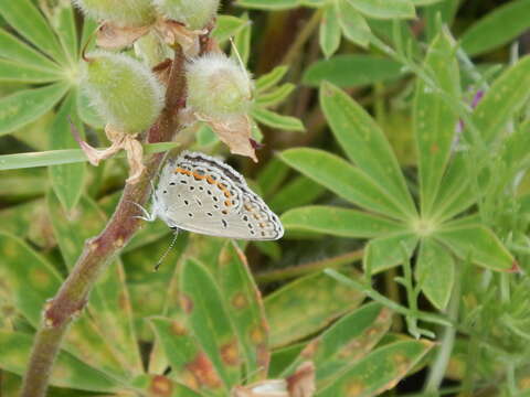 Imagem de Plebejus samuelis