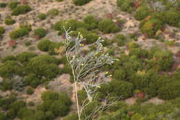 Image of Aspalathus nickhelmei