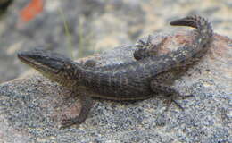 Image of Cape Girdled Lizard