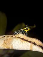 Image of Zimmermann's Poison Frog