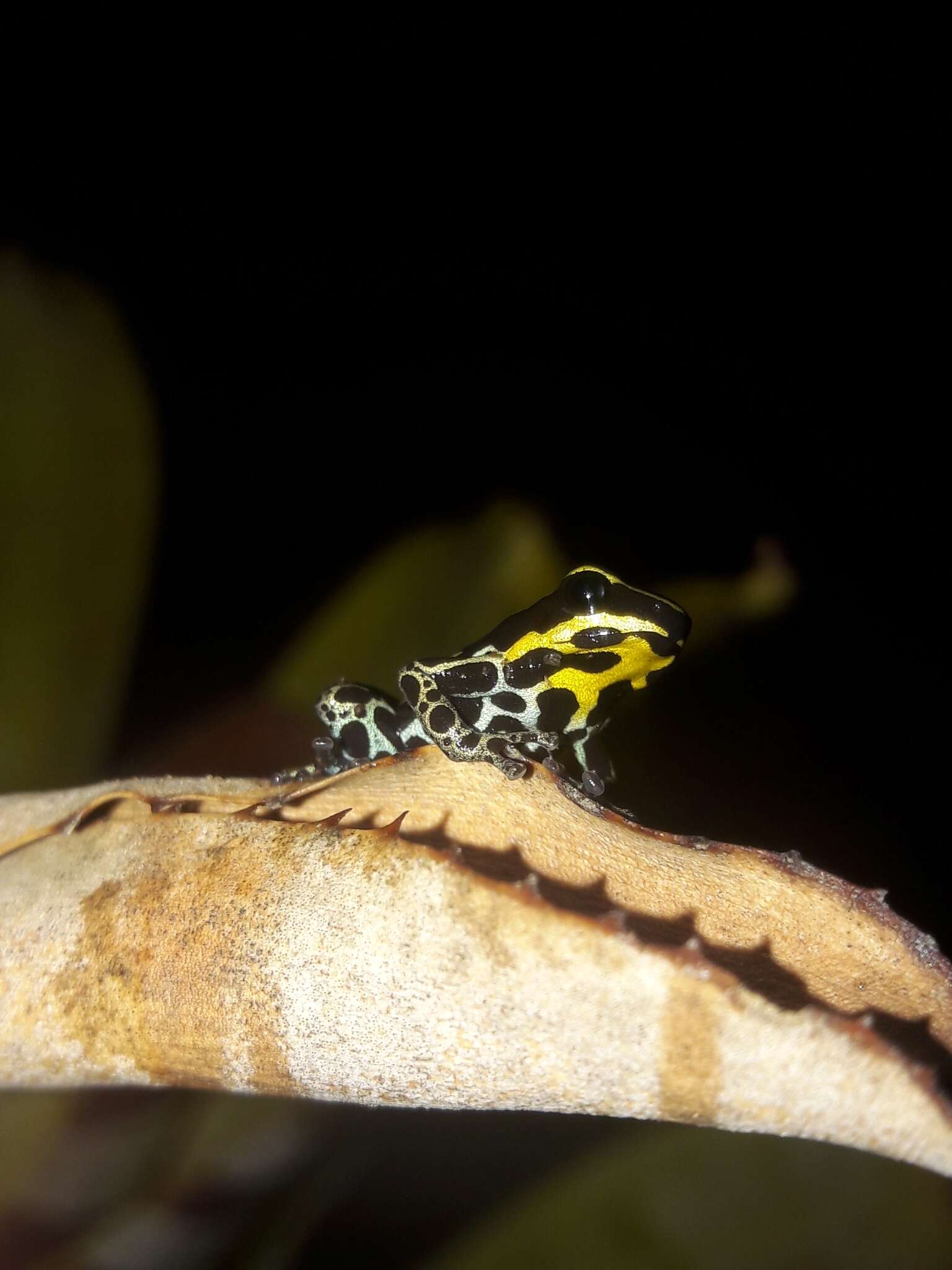 Image of Zimmermann's Poison Frog