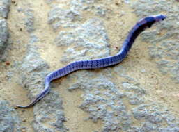 Image of Cape Coral Snake