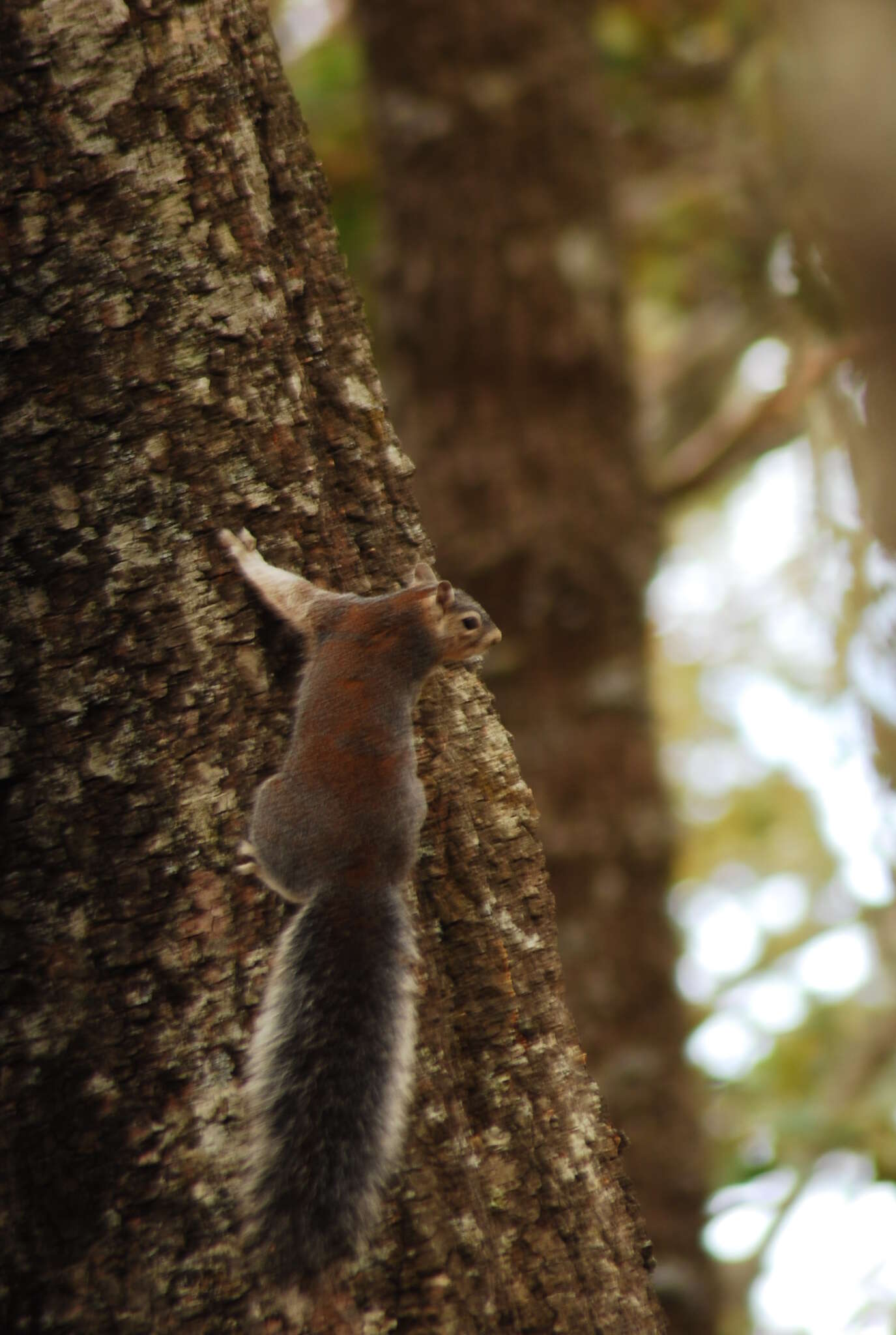 Image of Sciurus nayaritensis nayaritensis J. A. Allen 1890