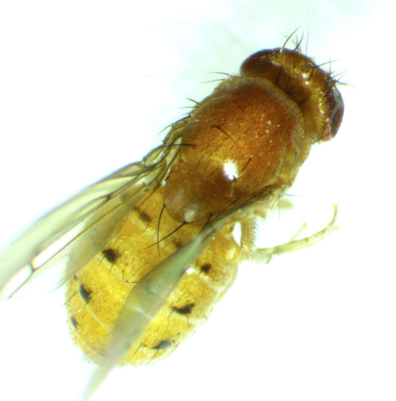 Image of Drosophila falleni Wheeler 1960