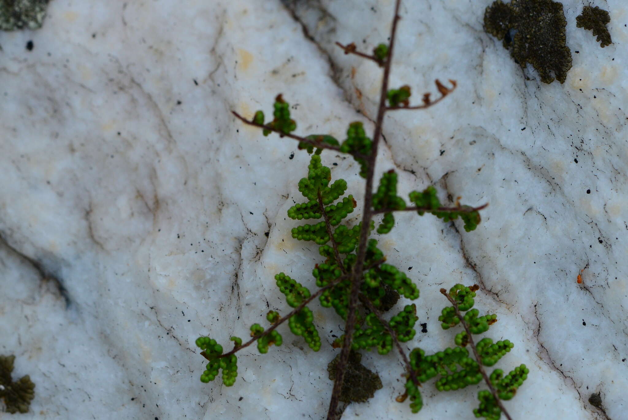 Image of Cheilanthes parviloba (Sw.) Sw.