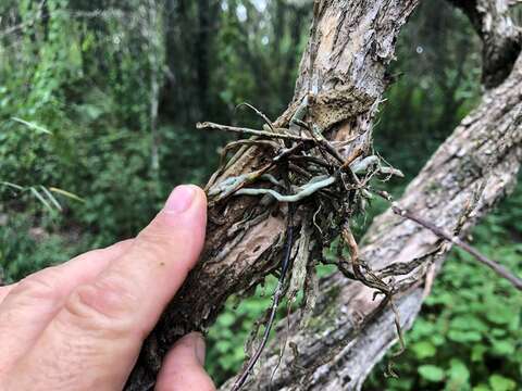 Dendrobium bowmanii Benth. resmi