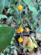 Image of Ficus heteropleura Bl.