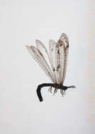 Image of New Zealand antlion