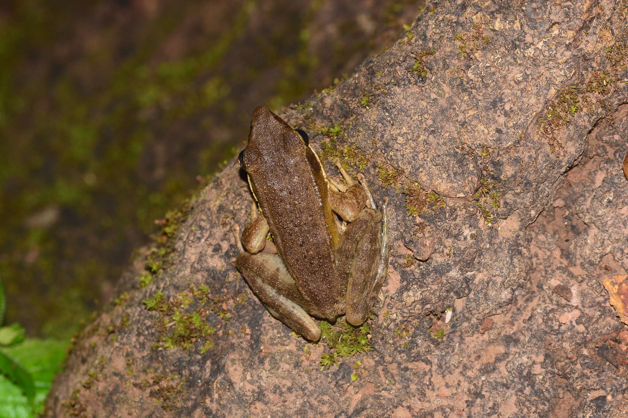 Image of Indosylvirana caesari (Biju, Garg, Mahony, Wijayathilaka, Senevirathne & Meegaskumbura 2014)