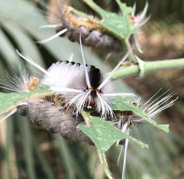 صورة Halysidota cinctipes Grote 1866