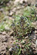 Image of Amethystea caerulea L.
