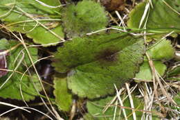 Imagem de Ourisia macrophylla subsp. lactea (L. B. Moore) Meudt