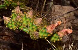 Image of Opuntia decumbens Salm-Dyck