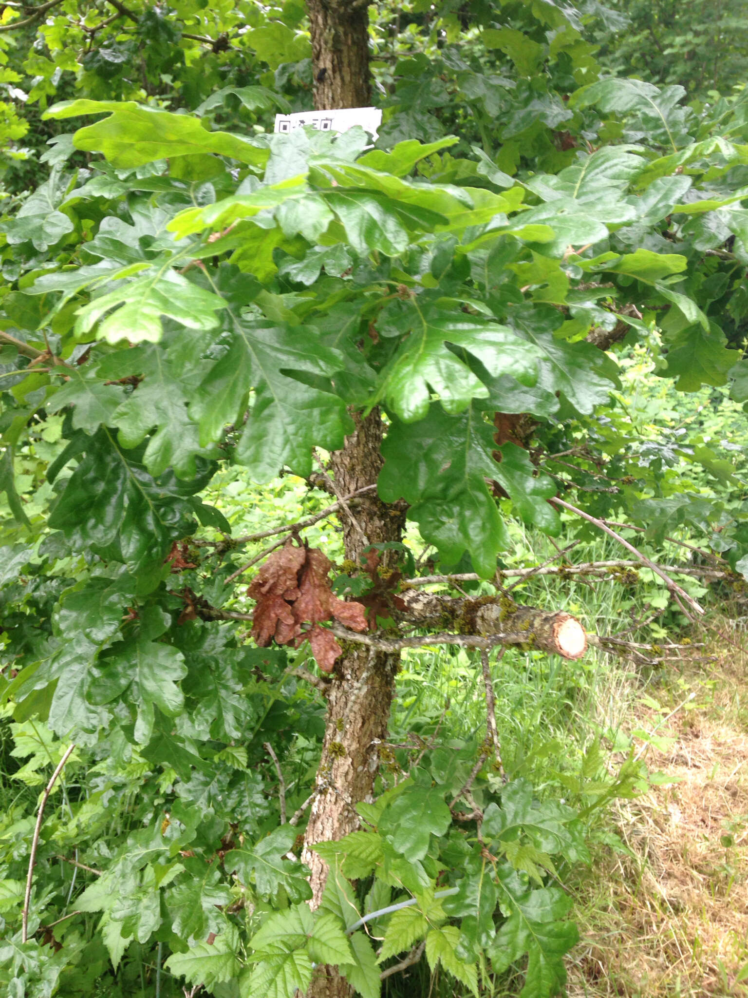 Image of Oregon white oak