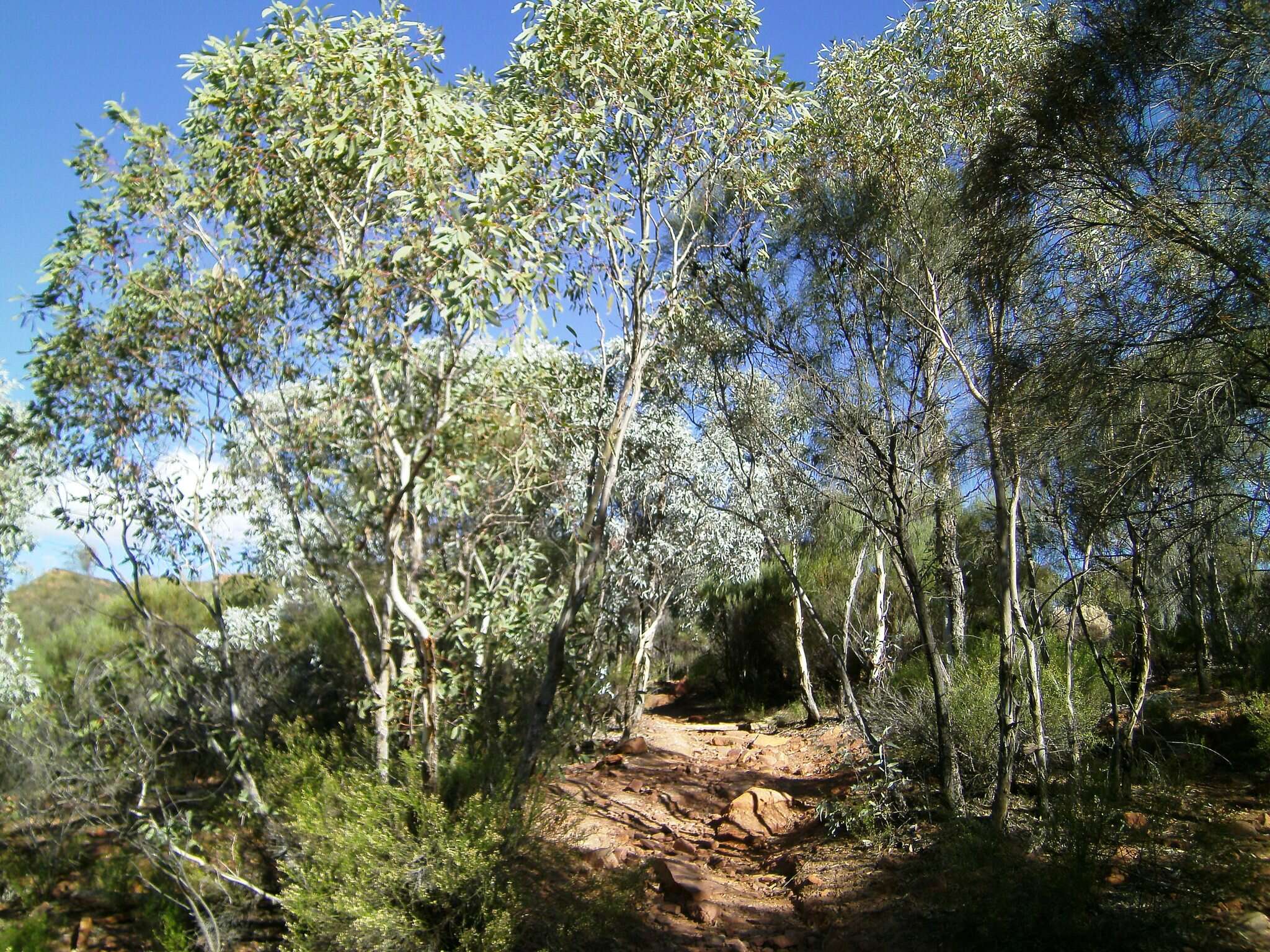 Image of Gum Collibah