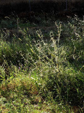 Image of Echinops spinosissimus subsp. bithynicus (Boiss.) Greuter