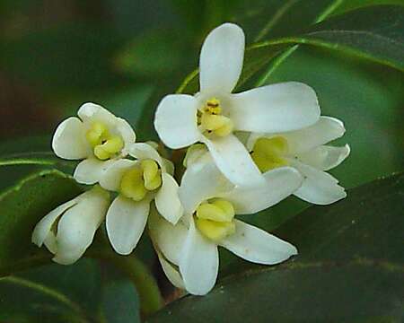 Sivun Osmanthus burkwoodii (Burkwood & Skipwith) P. S. Green kuva