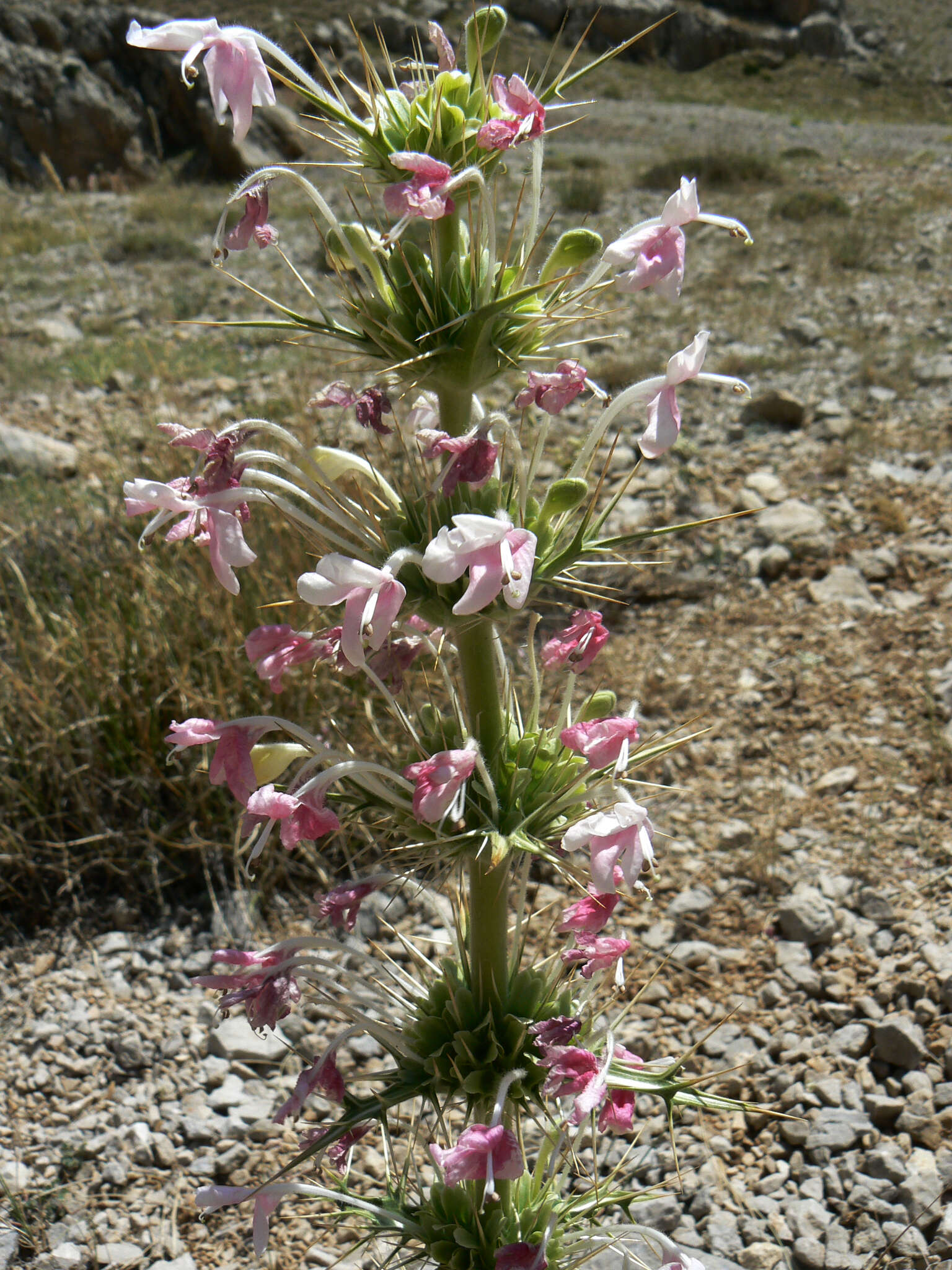 Image of Morina persica L.