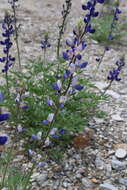 Imagem de Lupinus havardii S. Watson