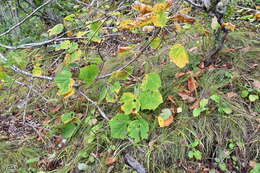 Image of Manchurian Striped Maple