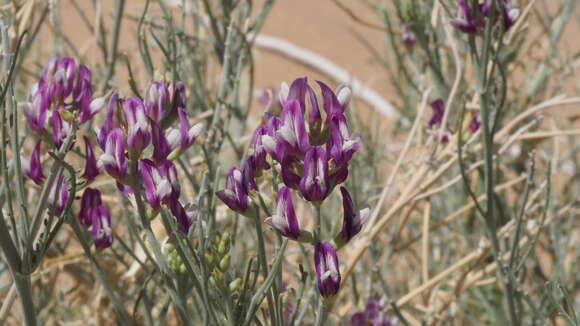 Image of Peirson's milk-vetch