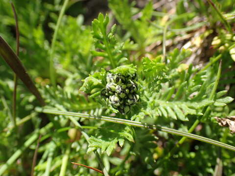 Image of Achillea erba-rotta subsp. moschata (Wulfen) I. B. K. Richardson