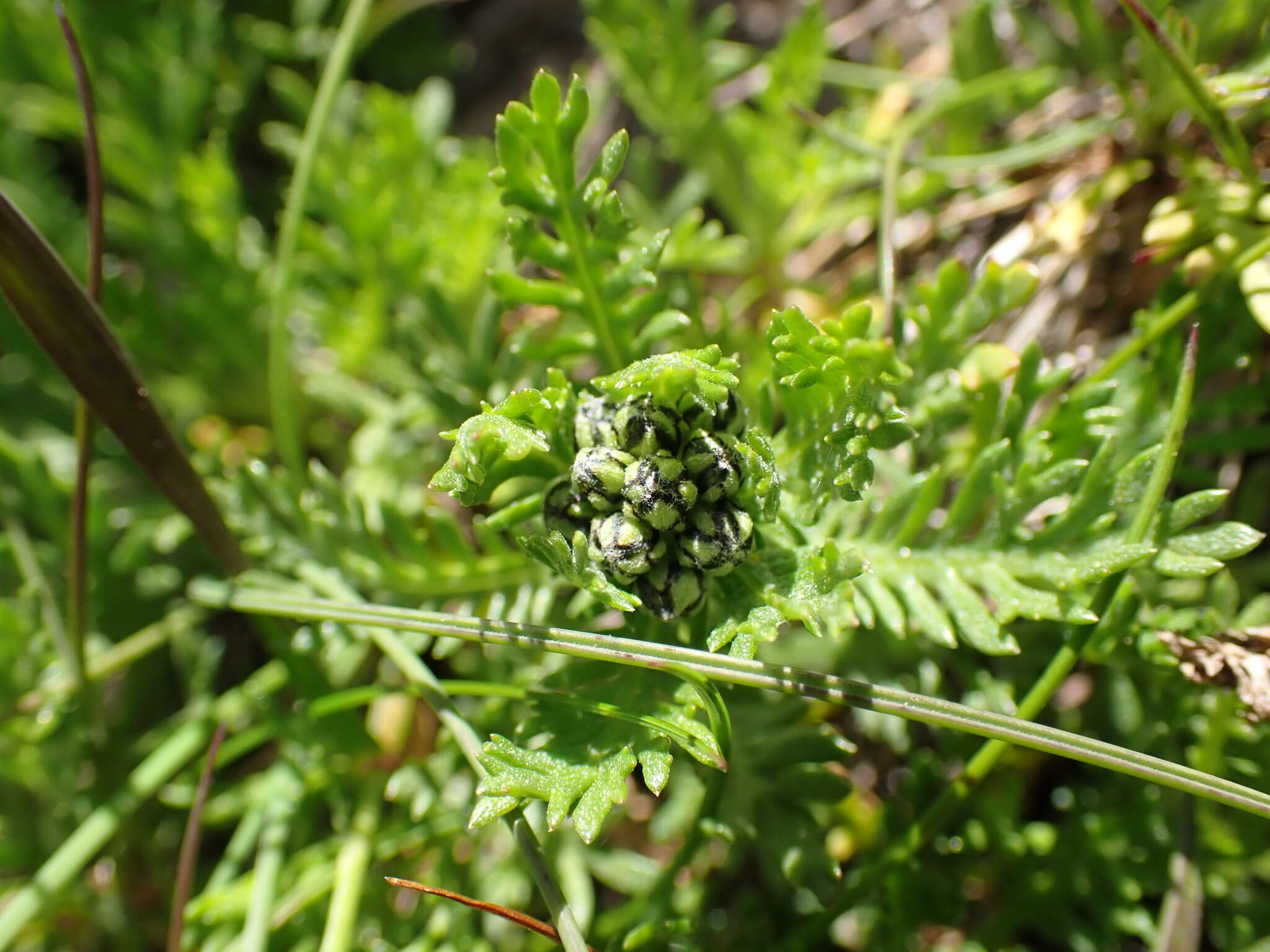 صورة Achillea erba-rotta subsp. moschata (Wulfen) I. B. K. Richardson