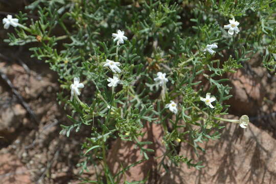 Image of Chascanum pinnatifidum (L. fil.) E. Mey.