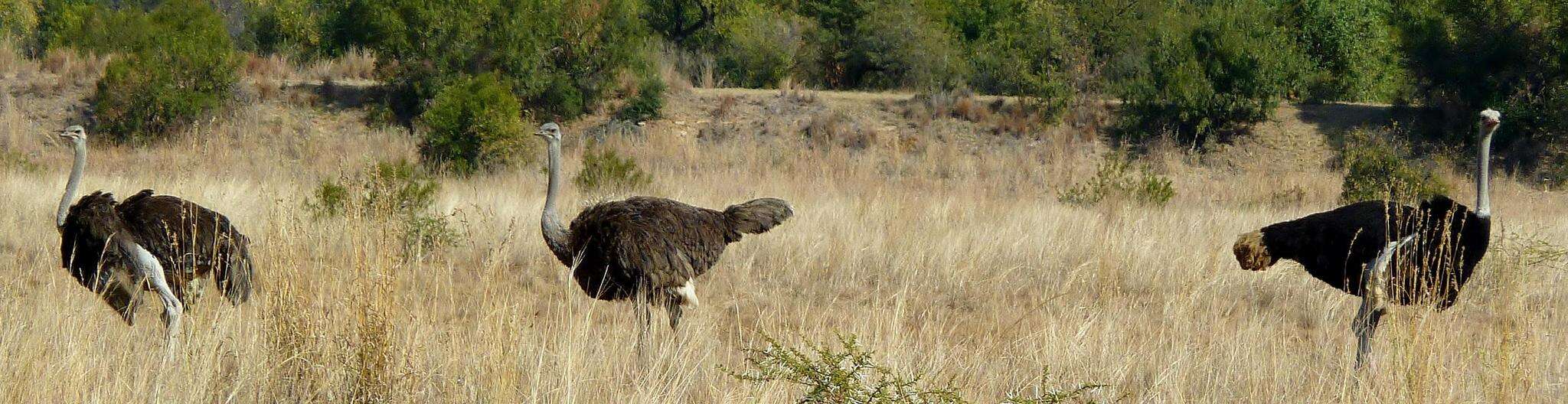 Image of South African Ostrich