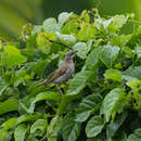 صورة Territornis reticulata (Temminck 1820)