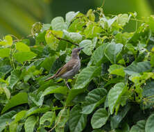 Image of Streak-breasted Honeyeater