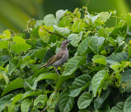 صورة Territornis Mathews 1924