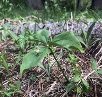 Image of Oettinger's trillium