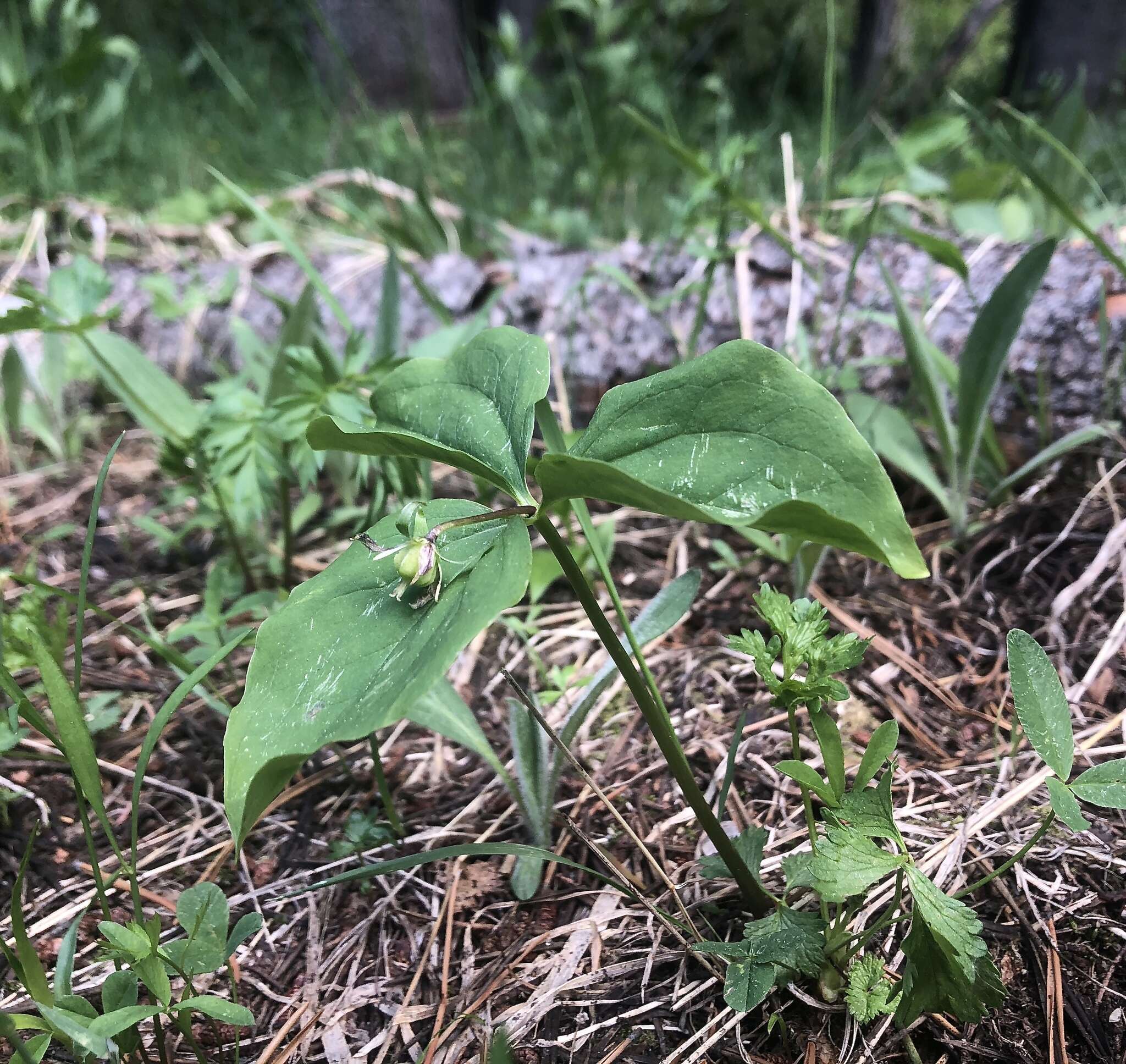 Image of Oettinger's trillium