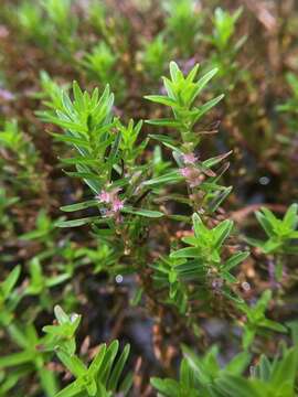 Image of Rotala fimbriata Wight