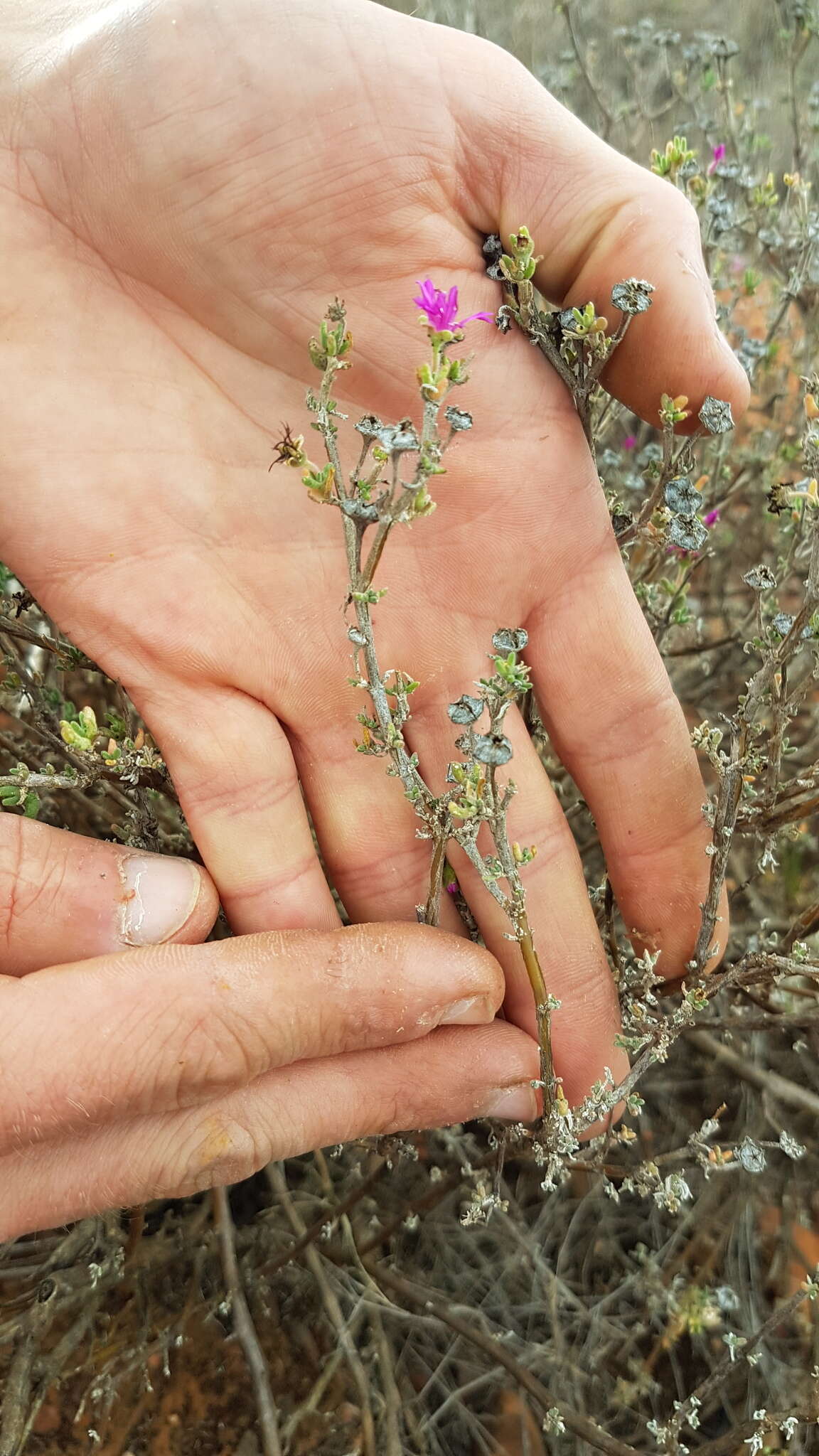 Image of Delosperma pageanum (L. Bol.) Schwant.