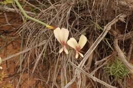 Image of Pelargonium tetragonum (L. fil.) L'Her.