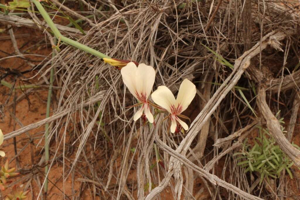 Image of Pelargonium tetragonum (L. fil.) L'Her.