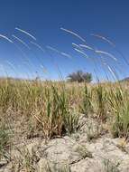 Imagem de Imperata brevifolia Vasey