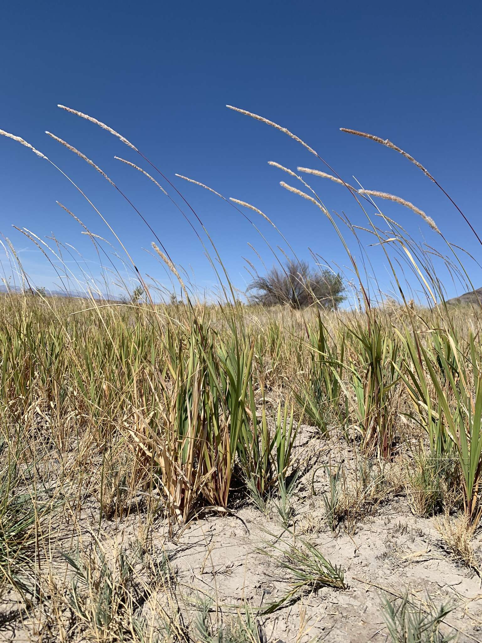 Image of California satintail