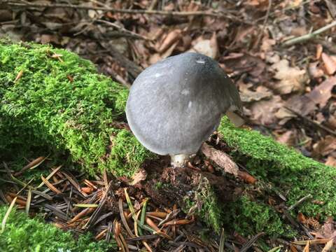 Image of Pluteus pouzarianus Singer 1983