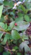 Image of Propylea japonica (Thunberg 1781)